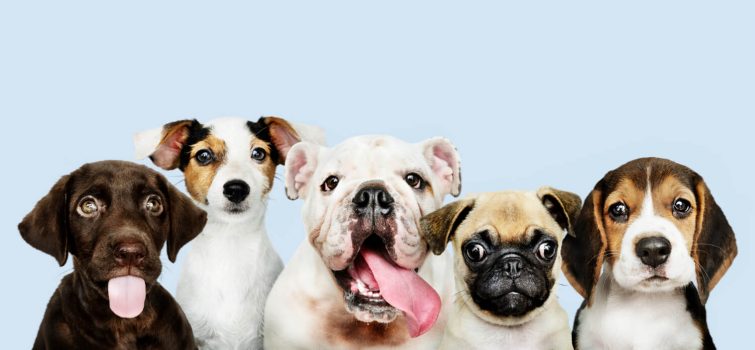 O que diz o código civil sobre animais em condomínio? Imagem de quatro cachorros em um condominio.