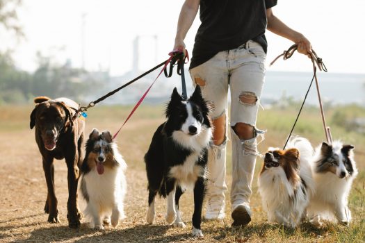 Cachorro em shopping: as vantagens de uma experiência pet friendly